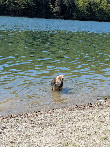 Hundestrand