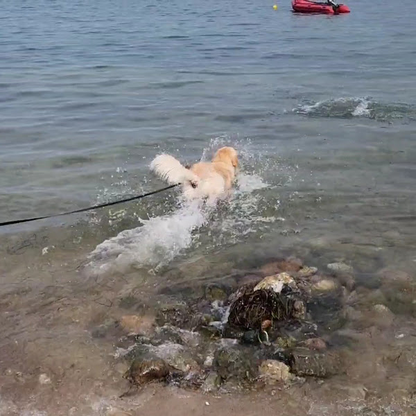 Hundestrand Falckenstein