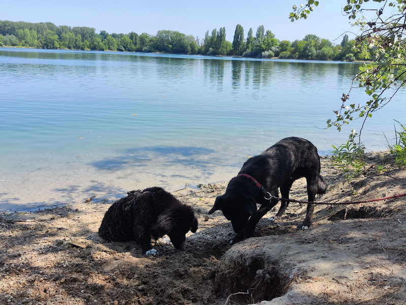 Hundestrand
