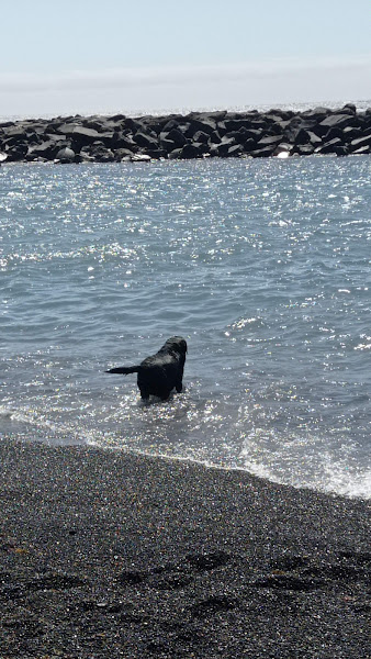 Playa para perros El Cabezo