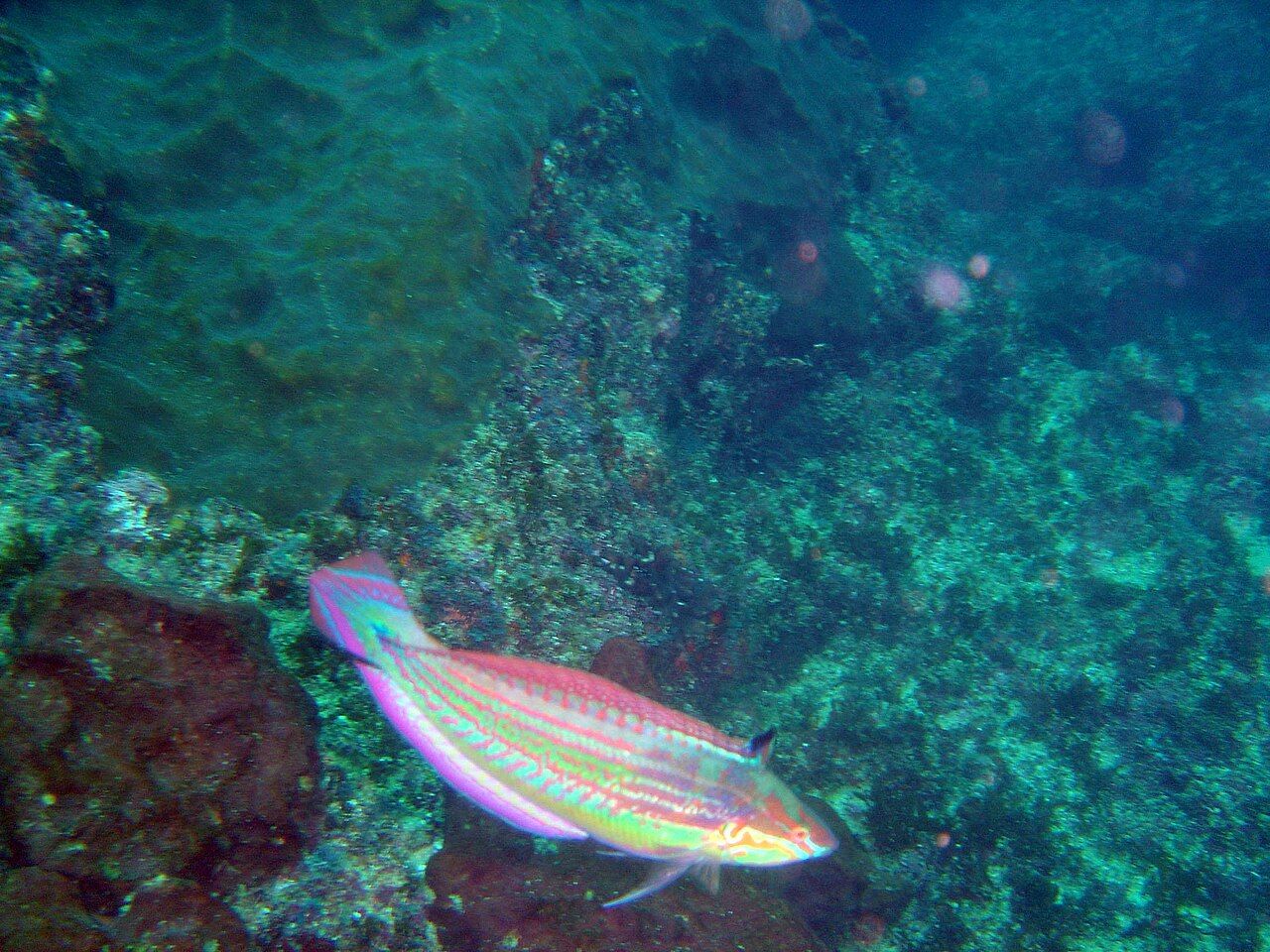 Spot-tail Wrasse, Aliwal Shoal imported from iNaturalist photo