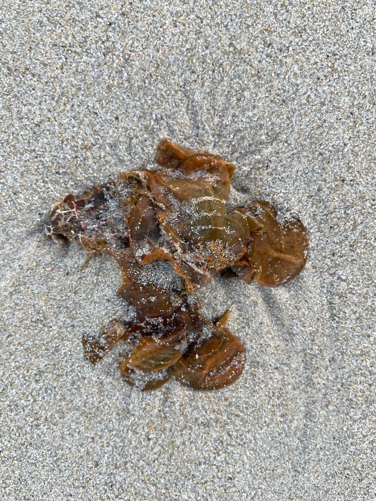 Beautiful jewel top shell Swanbourne Beach, Cottesloe, WA, AU