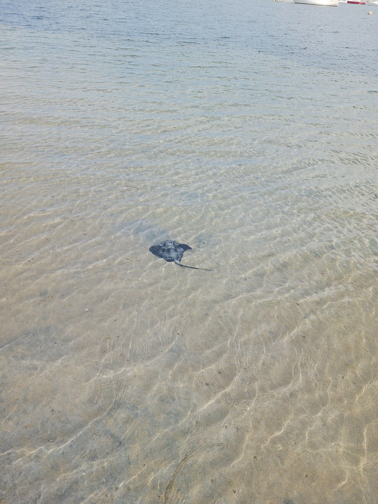 Stingray along the beach at Mangles Bay, December 2023