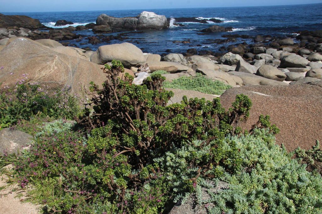 Haplopappus foliosus Shore N Penguin Island