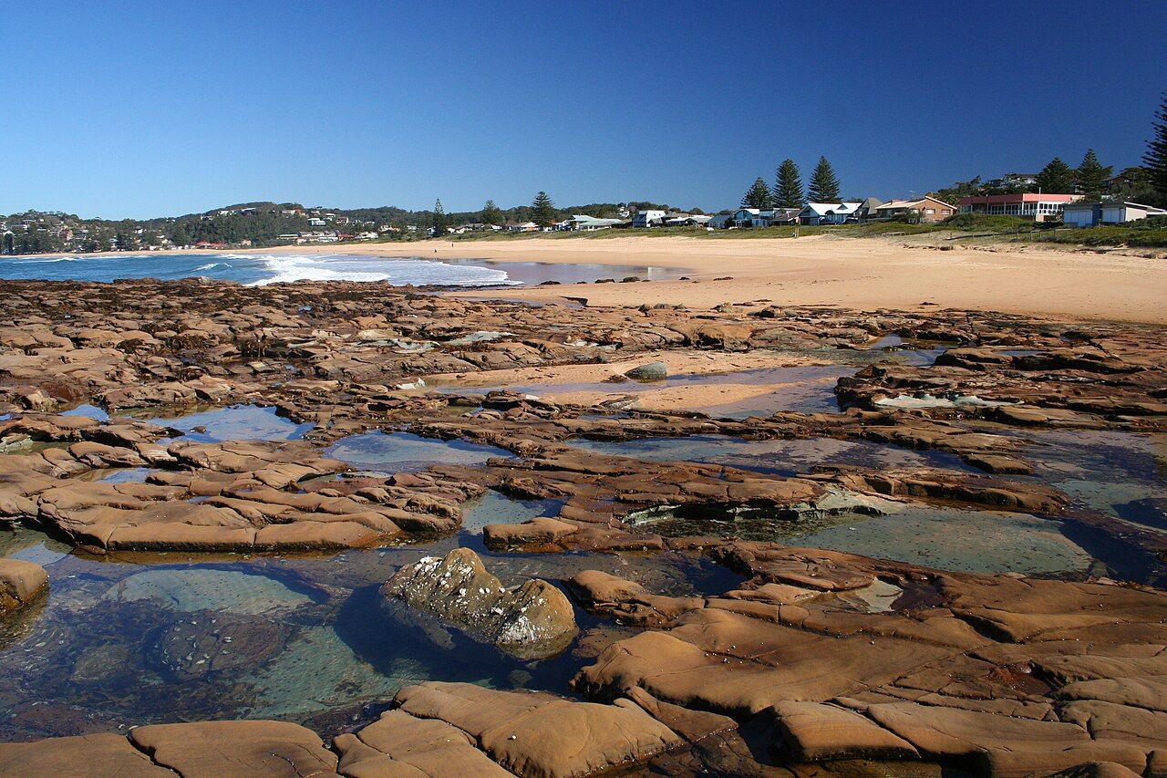 Alisterus scapularis -Avoca Beach, New South Wales, Australia-8
