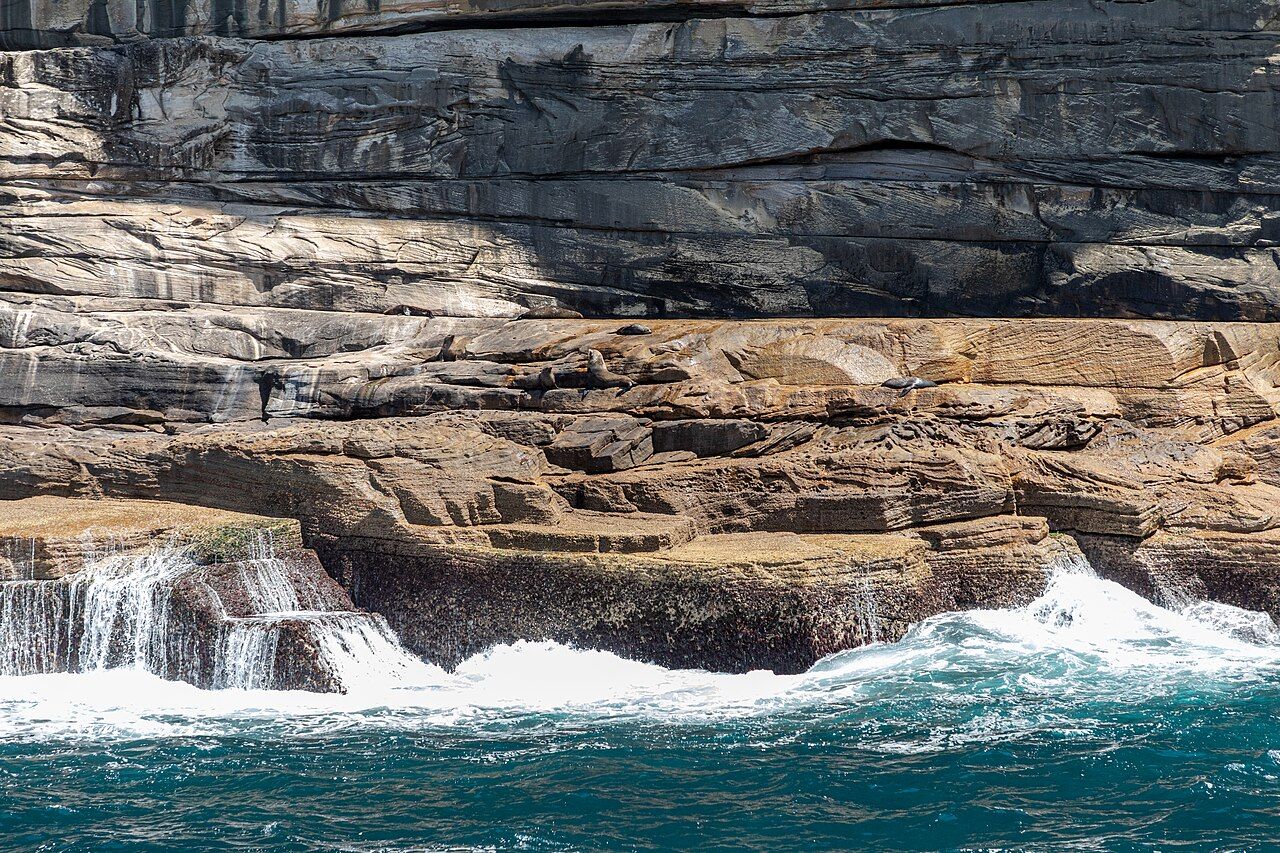 Sydney (AU), Coast, Australian Fur Seals -- 2019 --