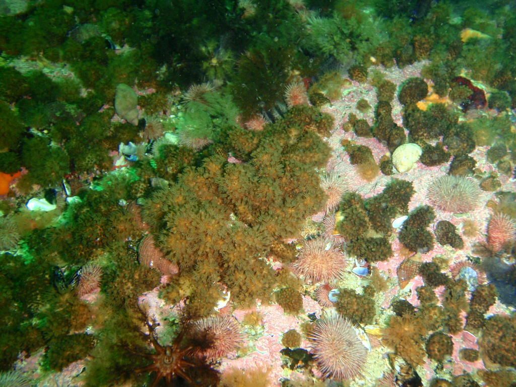 Gasflame Nudibranch Coral Gardens, Oudekraal, Offshore Pinnacle