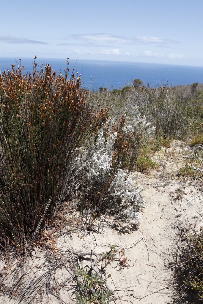 Thamnochortus firebelt sandy path, Path up Karbonkelberg from Hout Bay (Bay View): Table Mountain National Park