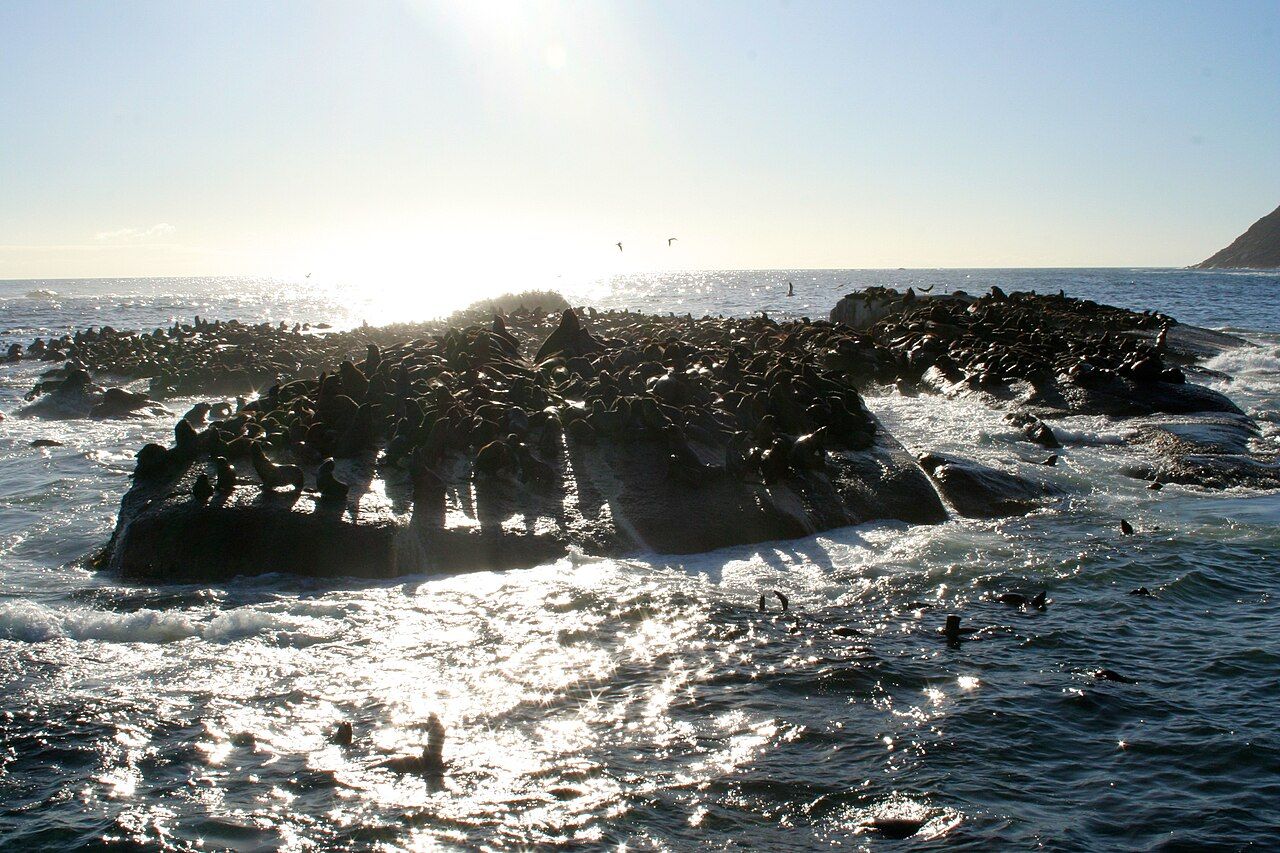 Seals at Hout Bay (6649526015)