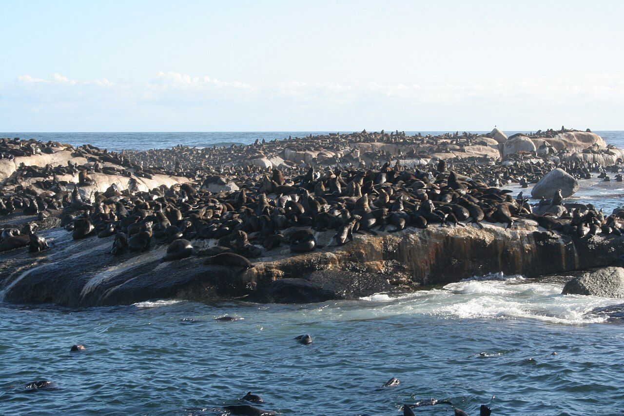 Hout Bay Seals (6649527985)