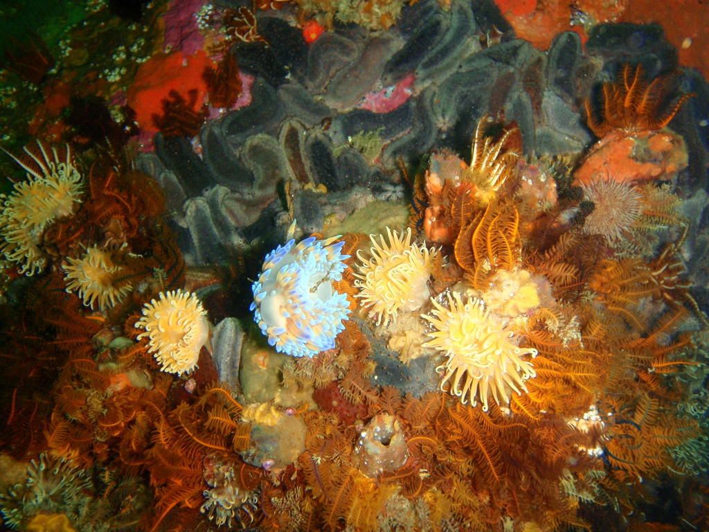Cape Rock Lobster, Rambler Rock - Nominal position of north west pinnacle imported from iNaturalist photo