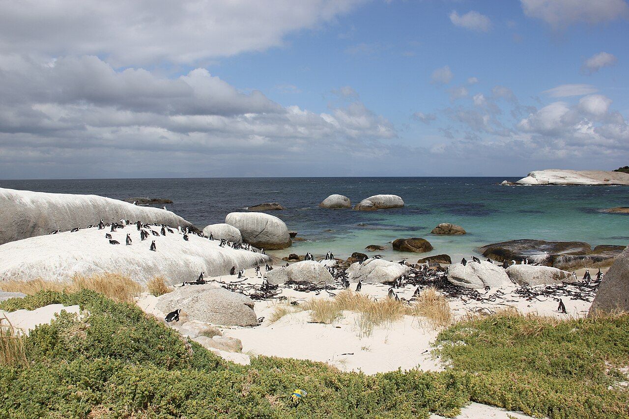 Laika ac Boulders Beach (8403737257)