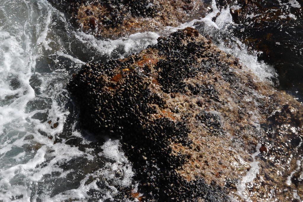 Pear Limpet Buffelsbay to Venus Pool coastal trail: Cape of Good Hope section of Table Mountain National Park