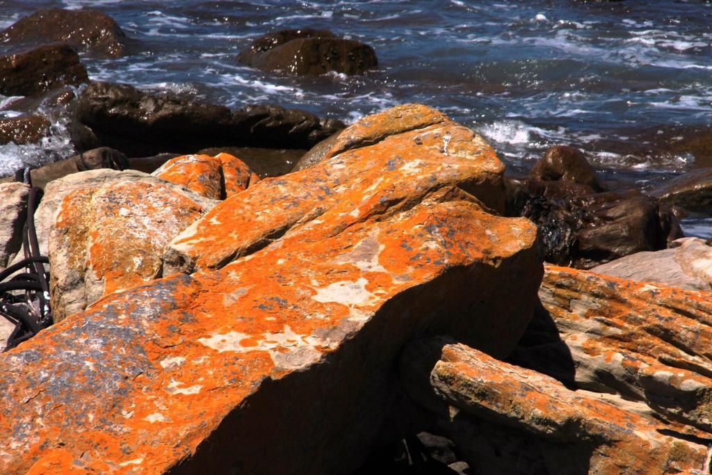 Teloschistaceae Buffelsbay to Venus Pool coastal trail: Cape of Good Hope section of Table Mountain National Park