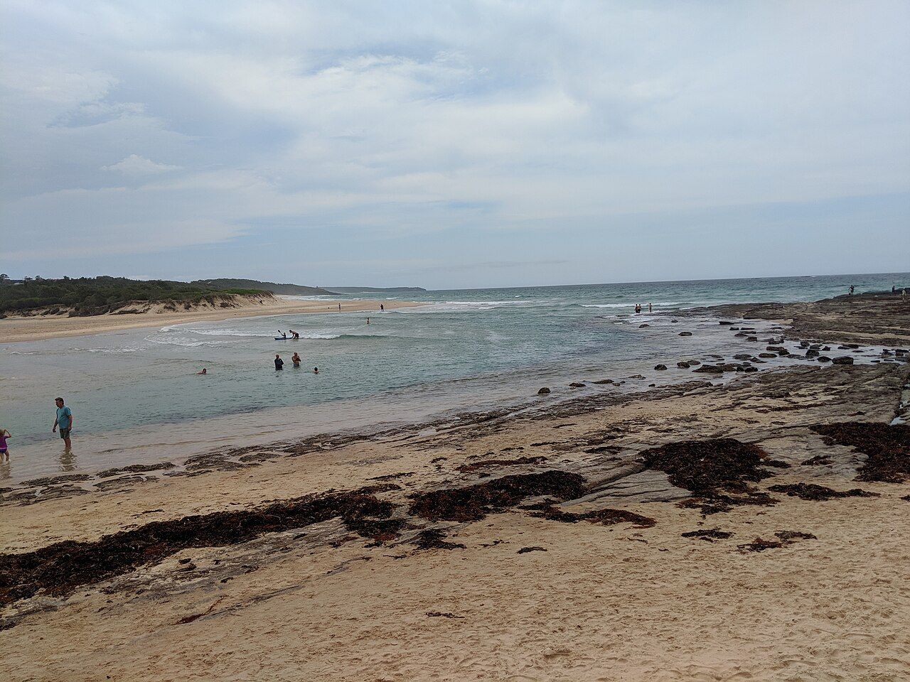 Denticulated Siphon Shell Seaside Pde, Dolphin Point, NSW, AU