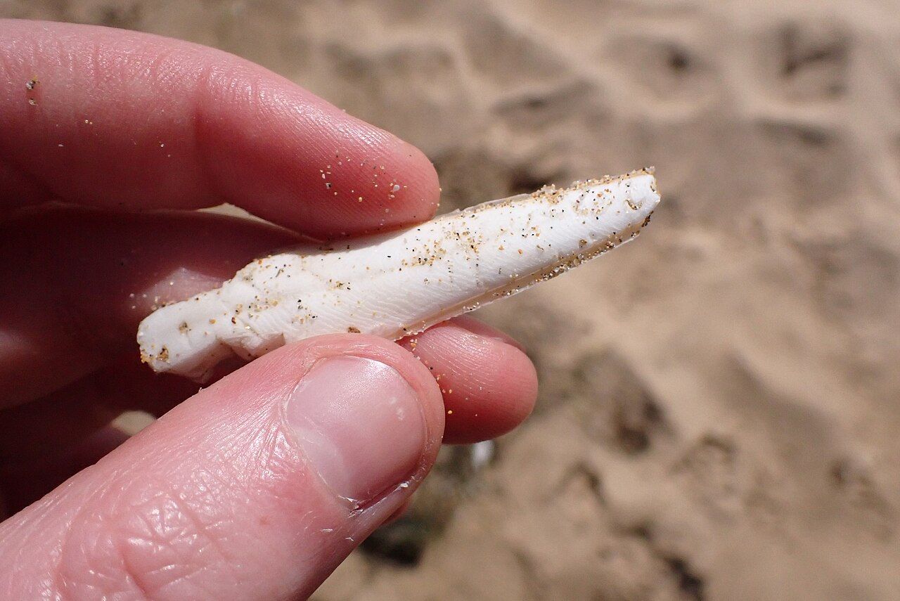 Slender Cuttlefish, Queenscliff VIC 3225, Australia imported from iNaturalist photo