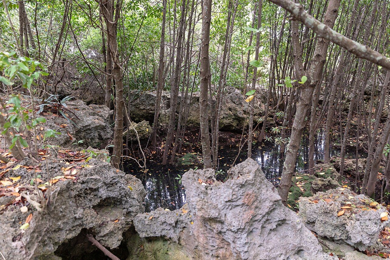 Impressions of Chumbe Island (1)