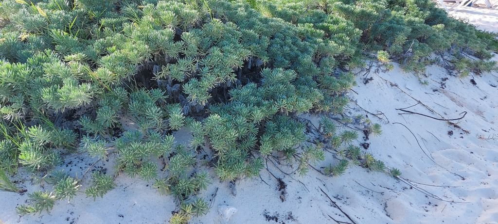sea lavender Playa del Carmen, Quintana Roo, Mexico