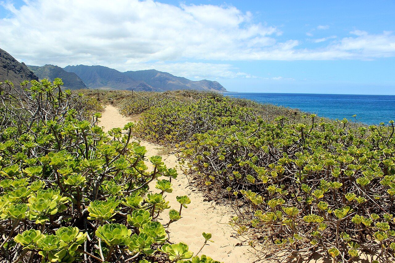 beach naupaka North Shore, Waialua, HI, USA