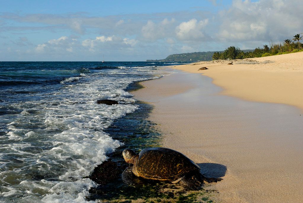 Green Sea Turtles - Papailoa Beach