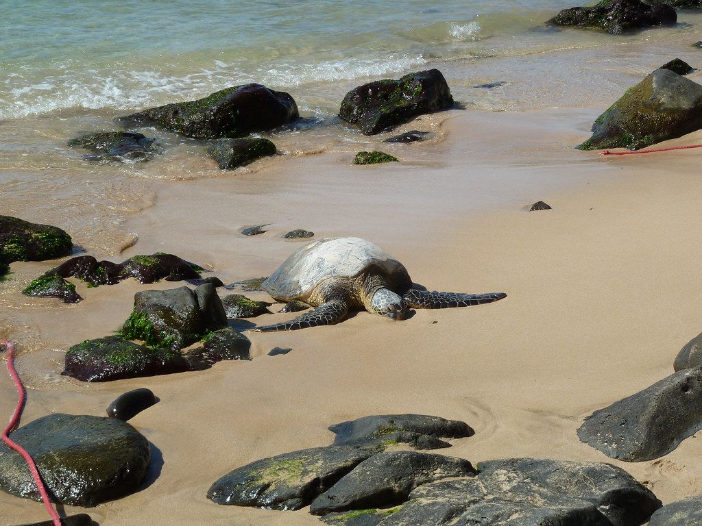 Basking Hawaiian Green Sea Turtle (honu)