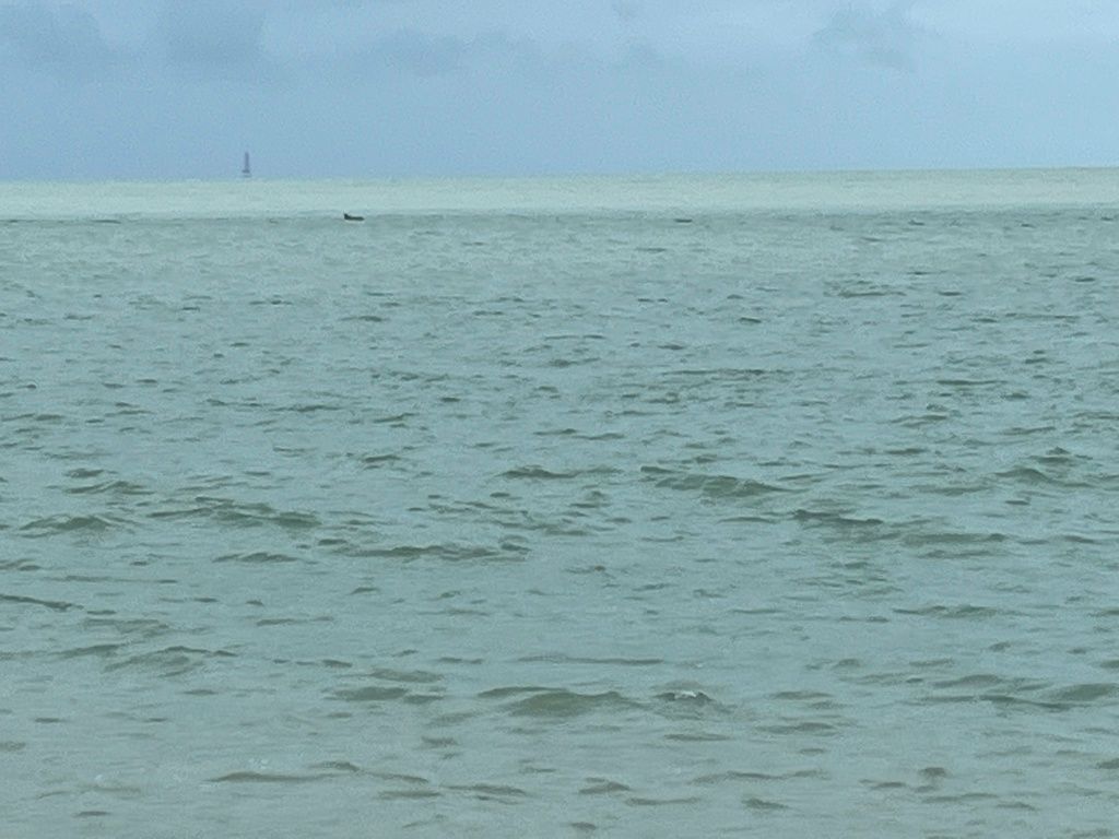 Tursiops Sombrero Beach, Marathon, FL, US