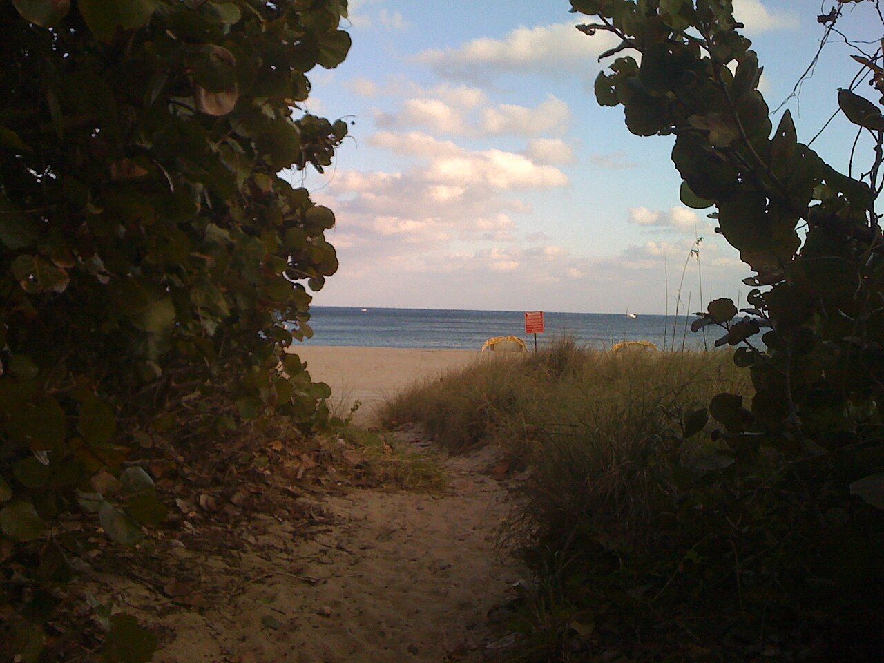 Largeflower pink-sorrel NE 16th St, Pompano Beach, FL, US