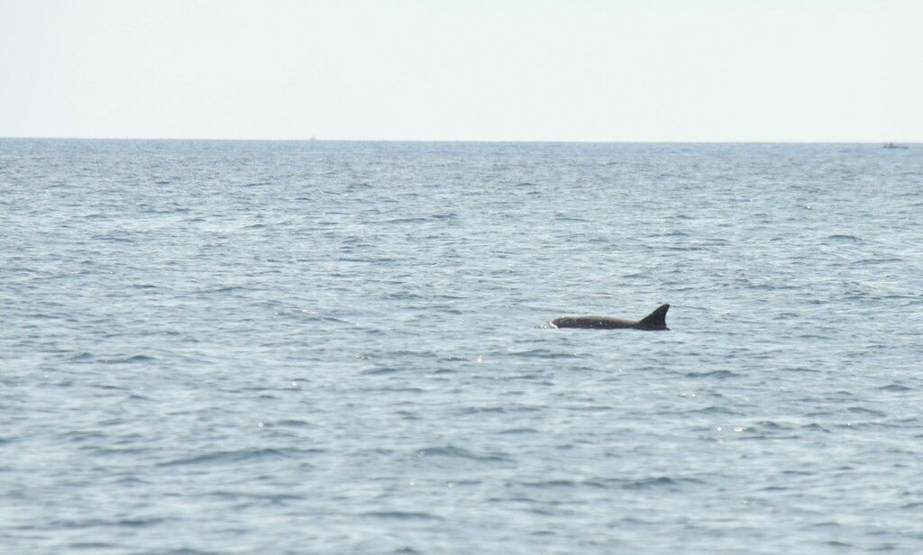 Bottlenose Dolphins Palm Beach County, FL, USA