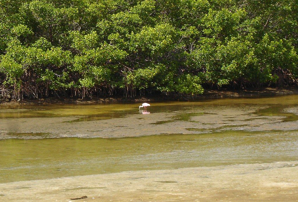 Rosette Spoonbill Lover's Key