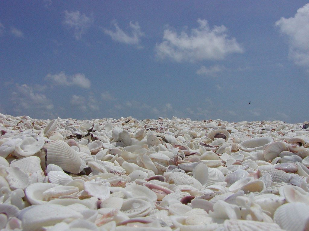 Sanibel shells