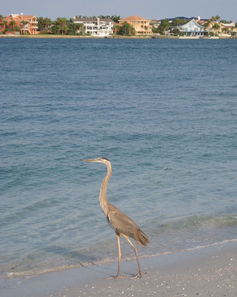 Pass-A-Grille - Sea Oats
