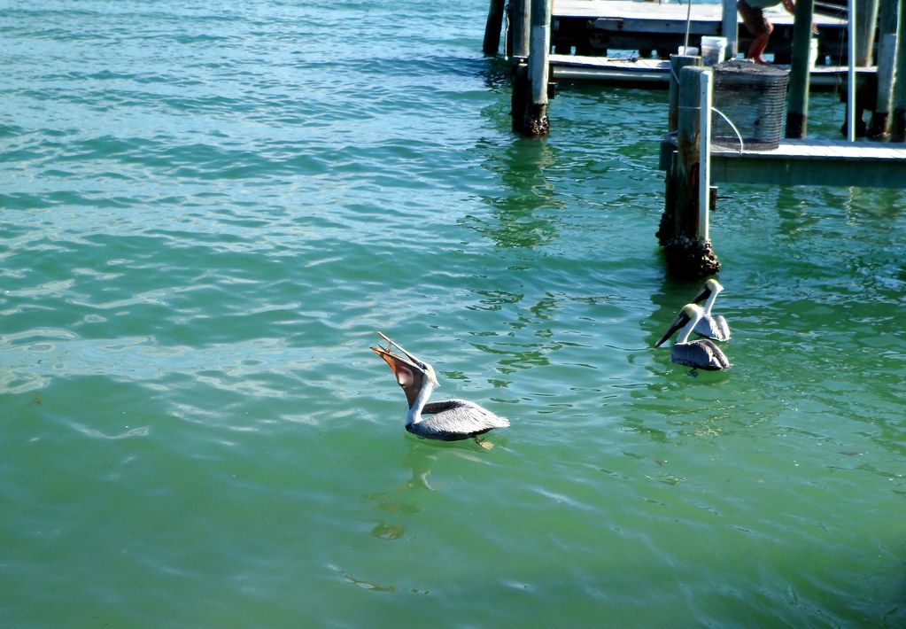Pass-A-Grille - Pelican Eating A Fish