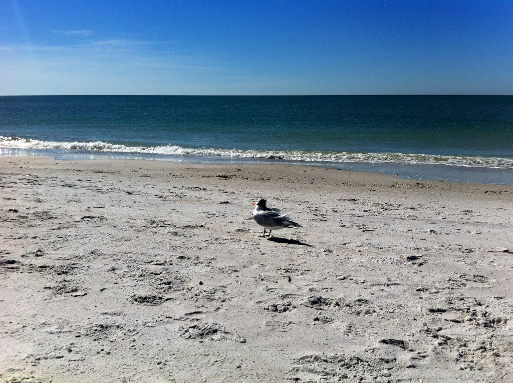 Preston at the Beach