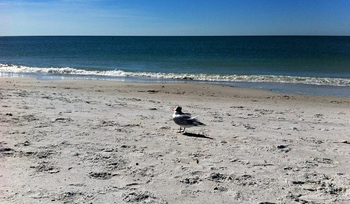 Preston at the Beach