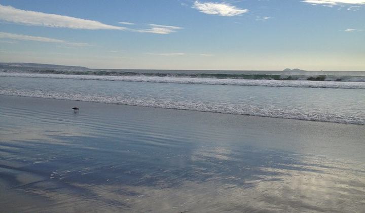 147/365 ~ Pink Beachcomber