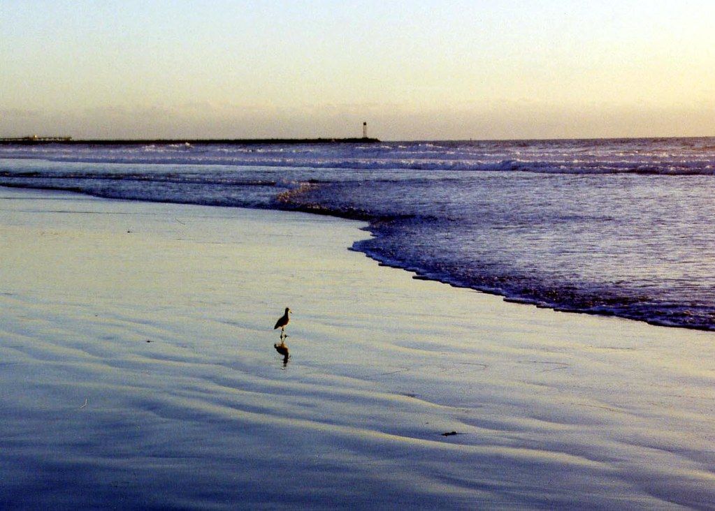 lonely bird