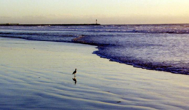 lonely bird