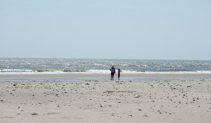 Poodles on the Beach