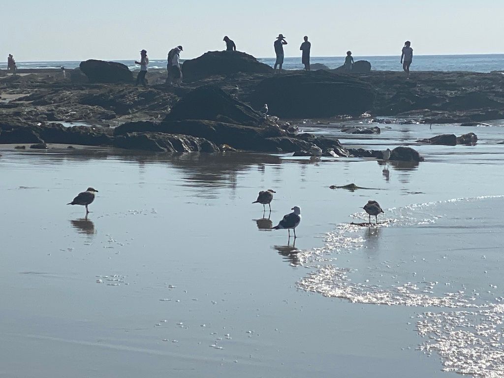 Large White-headed Gulls North Pacific Ocean, Newport Beach, CA, US
