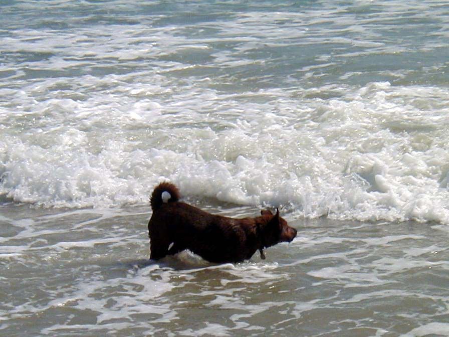 Seadog