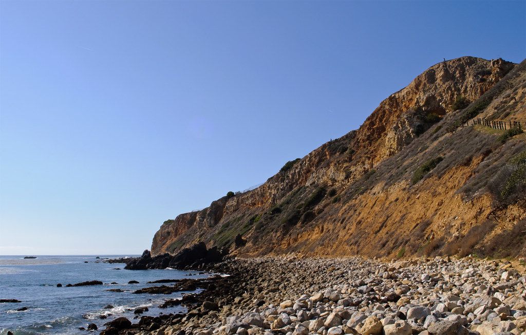 coastal wild buckwheat Pelican Cove Park, Rancho Palos Verdes, CA, US