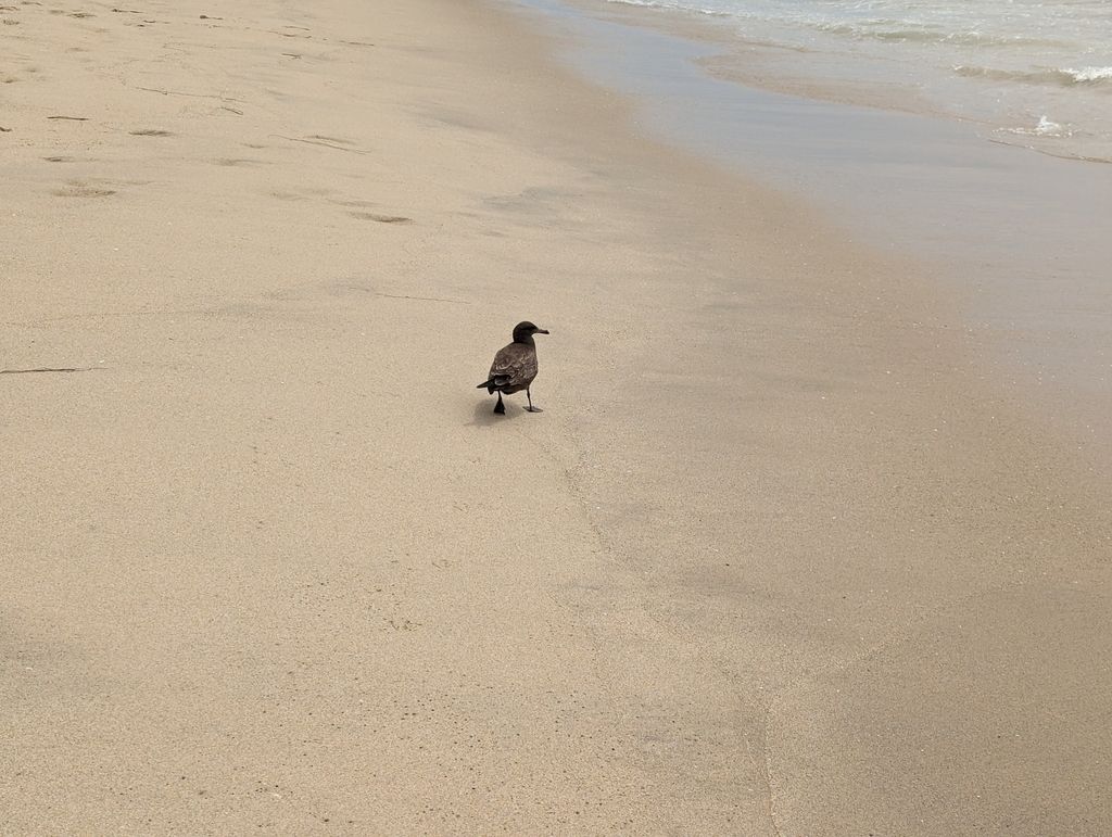 Heermann's Gull Hermosa Beach, CA 90254, USA