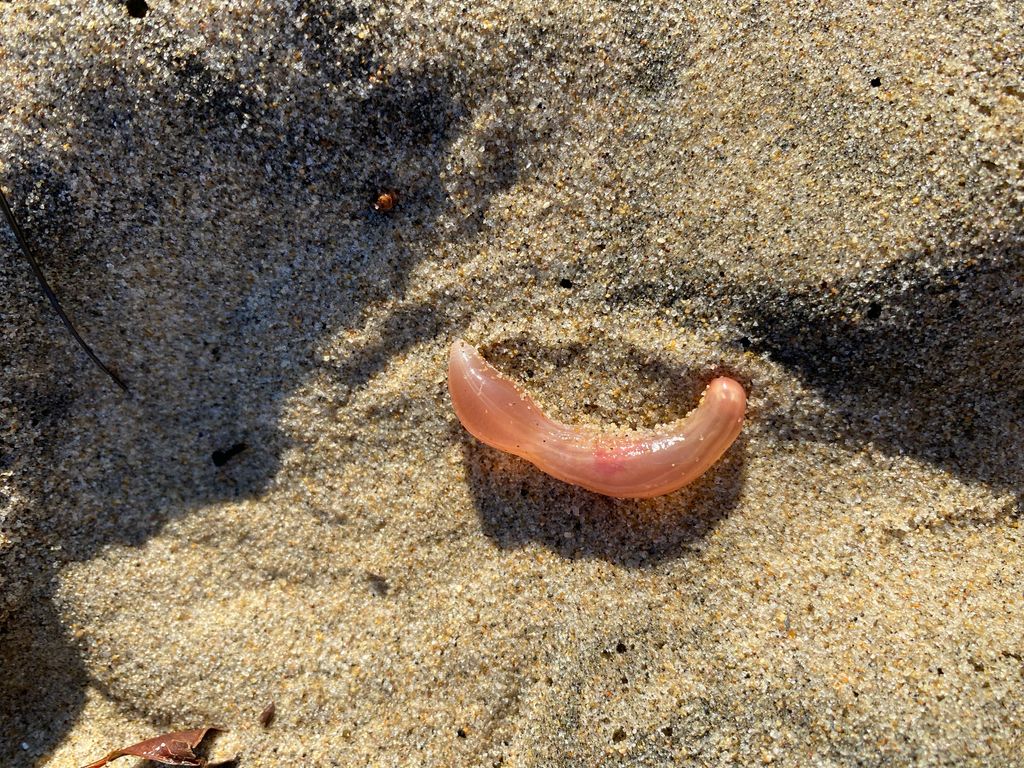 Caudina arenicola Hermosa Beach, CA, US