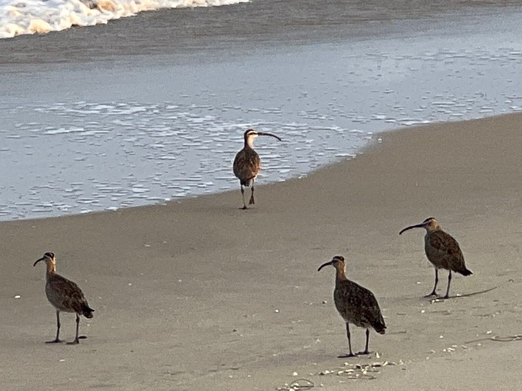 Hudsonian Whimbrel The Strand, Hermosa Beach, CA, US