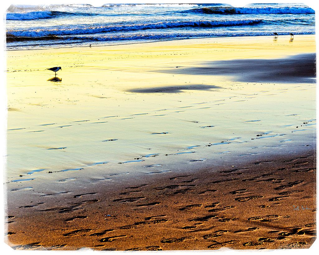 Pacific Sand Crab El Porto Beach, Manhattan Beach, CA, US