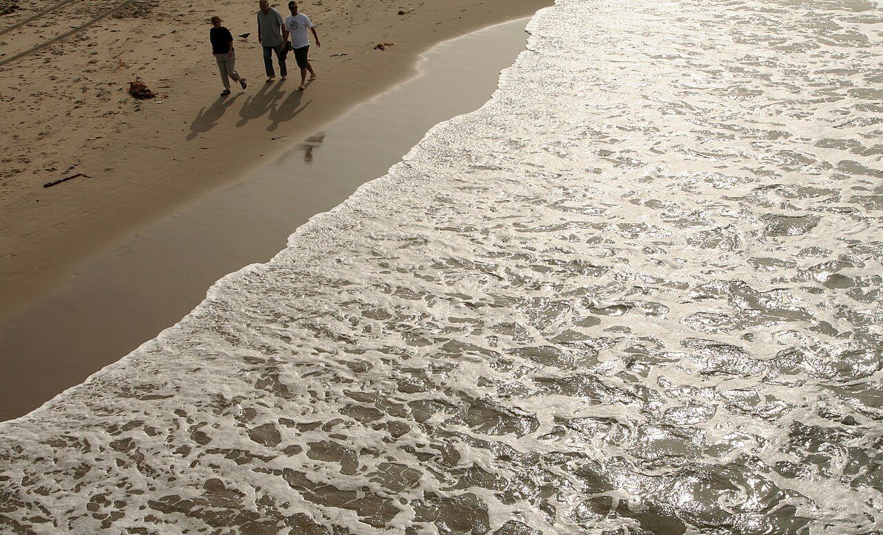 Canary Island palm 1272–1498 Palisades Beach Rd, Santa Monica, CA, US