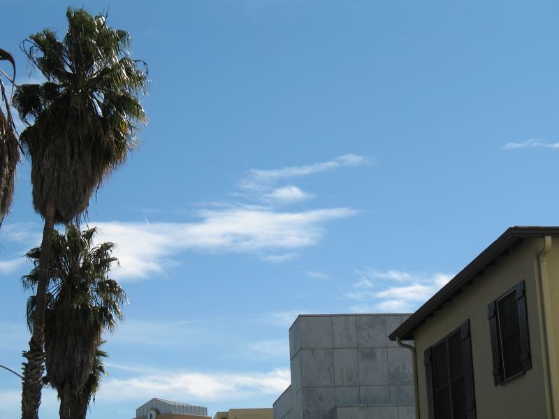 palm trees on 6th street in santa monica