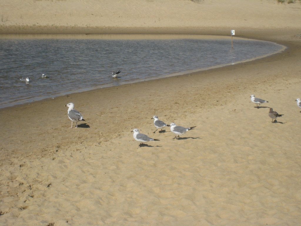 Jockey's Ridge State Park