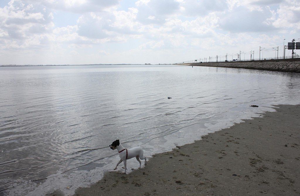 Kiko, a day in the Bay