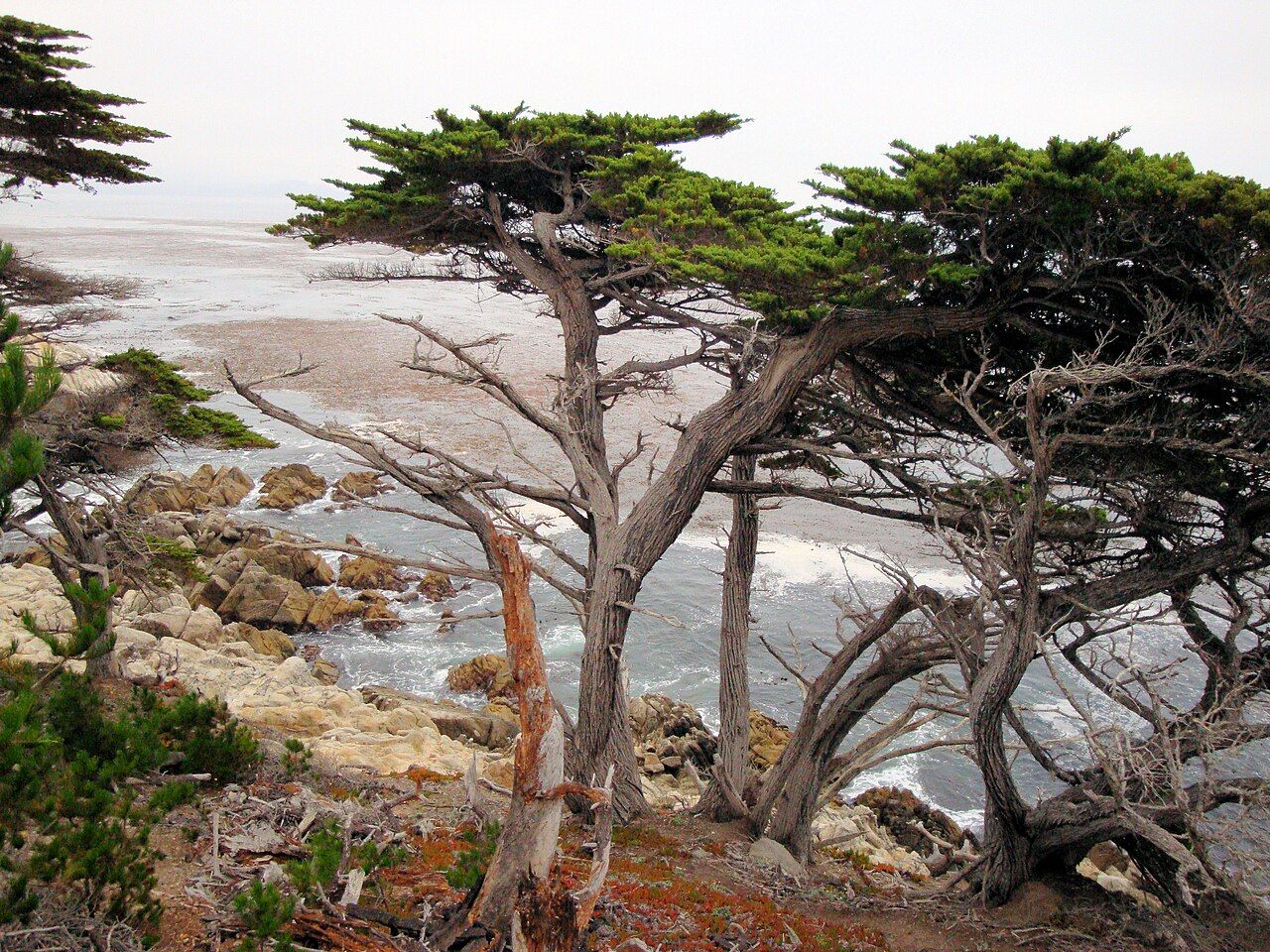 17 Mile Drive_2011 10 17_0088